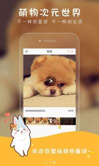 萌物小视频,捕捉那些治愈心灵的可爱瞬间