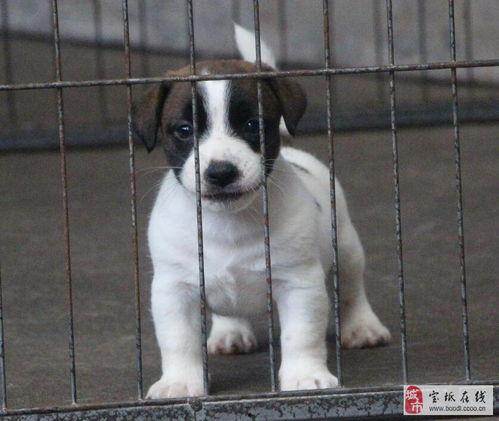 杰克罗素梗视频,萌态可掬的短视频集锦